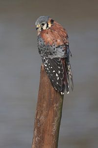 Crécerelle d'Amérique (Falco sparverius)