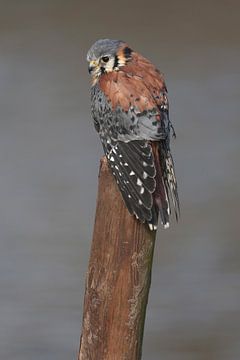 Amerikaanse Torenvalk (Falco sparverius) van Ronald Pol