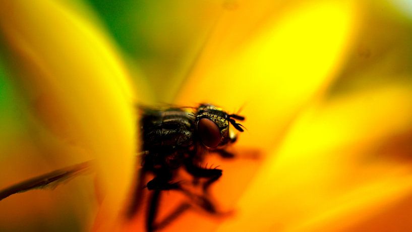 Naturbilder's von Wietze Wiegersma