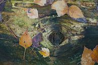 Herbstblätter auf Totholz von Ron Poot Miniaturansicht