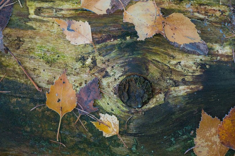 Herbstblätter auf Totholz von Ron Poot