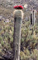 Cacti forest