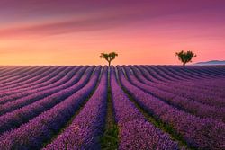 Champs de lavande au coucher du soleil, Valensole
