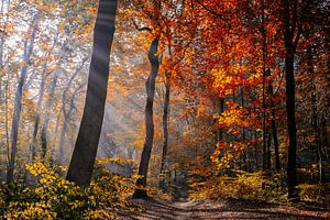 Autumn light painting sur Peter Vruggink