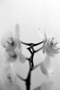 Orchidee - Samen staan we sterk van Mariska van Vondelen