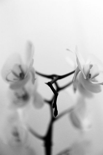 Orchidee - Samen staan we sterk by Mariska van Vondelen