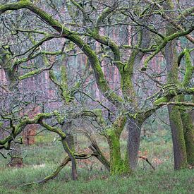 Winding oak trees (Quercus robur) by whmpictures .com