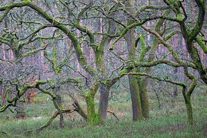 Kronkelige eikenbomen (Quercus Robur)