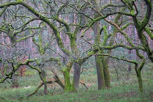 Kronkelige eikenbomen (Quercus Robur) van whmpictures .com