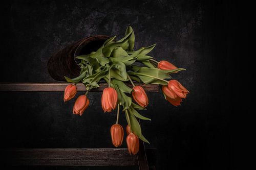 tulipes orange tombées