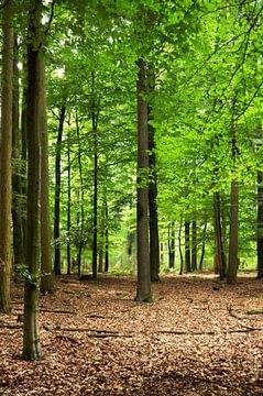 Lumière dans la forêt avec des hêtres sur Corinne Welp