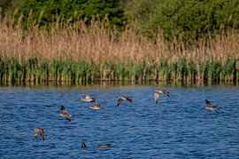 Ein Schwarm Regenbrachvögel – Wasservögel über dem Wasser.