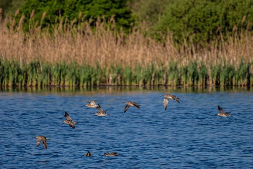 Ein Schwarm Regenbrachvögel – Wasservögel über dem Wasser.