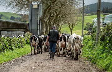 De Herdende Hand: Rust op het Land van Alle Kuperus