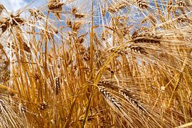 Wheatfield in the sun