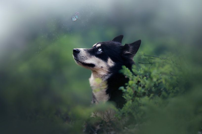 Butterfly and the dog by Kim van Beveren