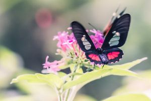 Butterfly by Hennie Zeij