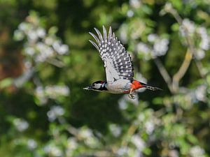 Grote Bonte specht  / Great spotted woodpecker van Henk de Boer