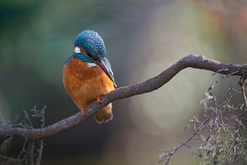 IJsvogel