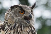 Portrait Eagle owl