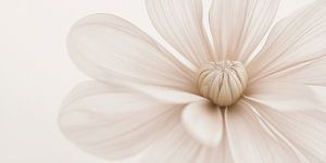 Blume in zarter Farbe