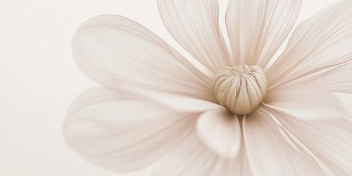 Fleur en couleur douce