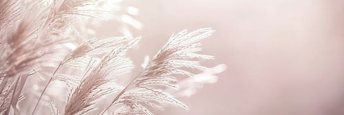 Minimalistisch pampagras in een panorama