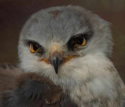 Le cerf-volant gris australien sur Natascha Worseling