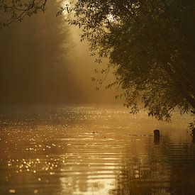 Mist op het water Biesbosch van Kuifje-fotografie