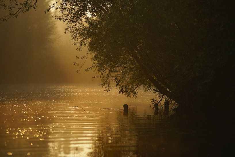 Fog on the water Biesbosch by Kuifje-fotografie