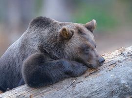 Brown bear by Johann Pavelka
