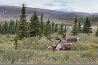 Een rendier of kariboe in Alaska van Menno Schaefer thumbnail