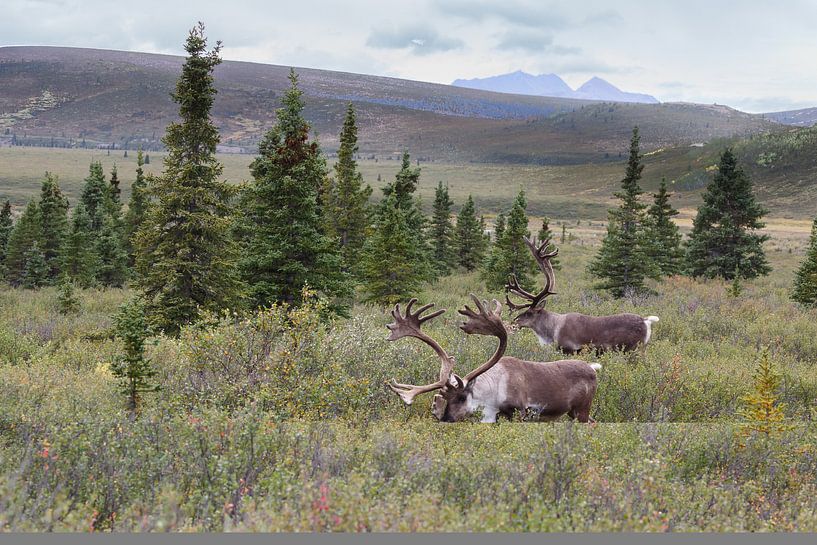 Een rendier of kariboe in Alaska von Menno Schaefer