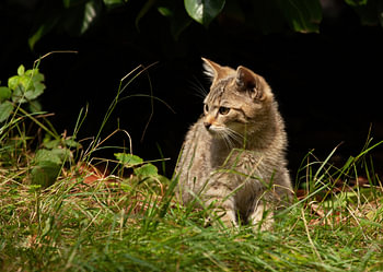 Europäische Wildkatze
