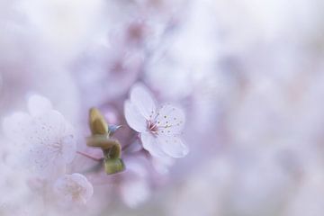 Lente Bloesem von Ingrid Van Damme fotografie