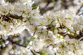 Fruit tree blossom in spring by Werner Dieterich