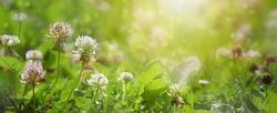 Meadow with flowering clover in the evening sun, natural background in panoramic format, copy space,