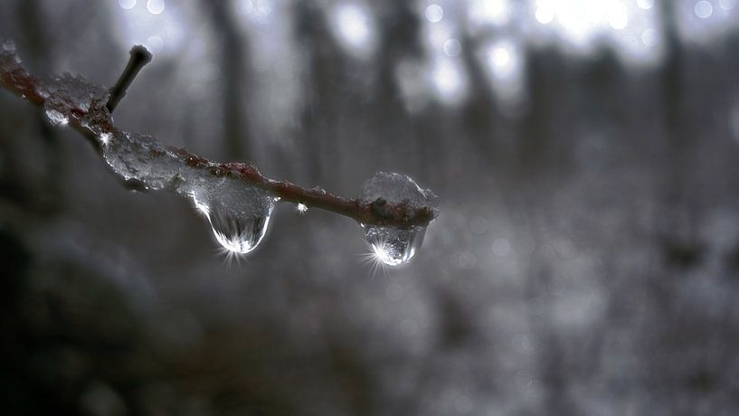 Sunlight In Ice Drops by Daphne Photography