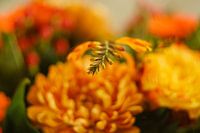 Nahaufnahme von Orangenblüten mit etwas Grün.