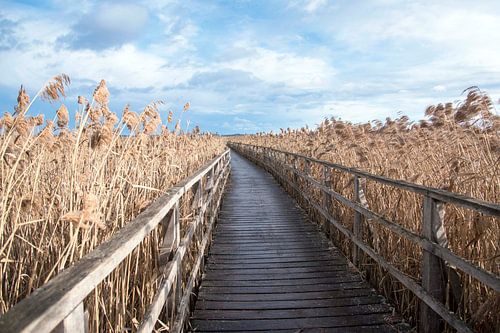 Riet en loopbrug wijzen de weg
