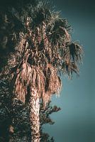 palmboom op een zomers eiland