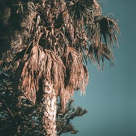 Palmtree in soft sunlight sur Jonathan van Rijn