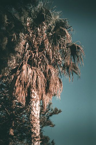 palmboom op een zomers eiland van Jonathan van Rijn