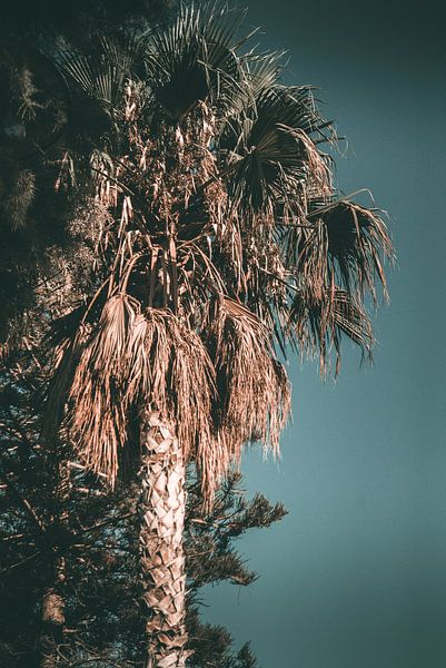 palmboom op een zomers eiland von Jonathan van Rijn