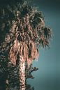 Palmtree in soft sunlight by Jonathan van Rijn thumbnail
