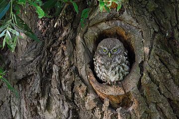 Little Owl * Athene noctua * in its tree hollow by wunderbare Erde