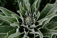 Plantes vertes | Posbank Arnhem | Pays-Bas | Tirages d'art botanique | Photographie de nature