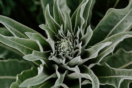 Groene Planten | Posbank Arnhem | Nederland | Botanische fine art prints | Natuur fotografie