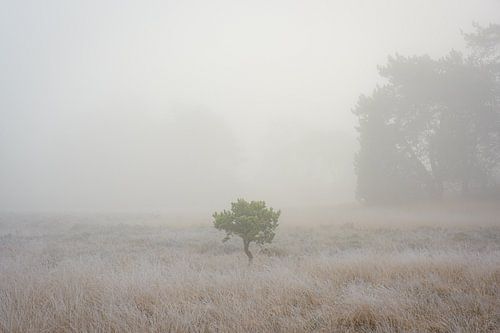 Kleine den in een ven