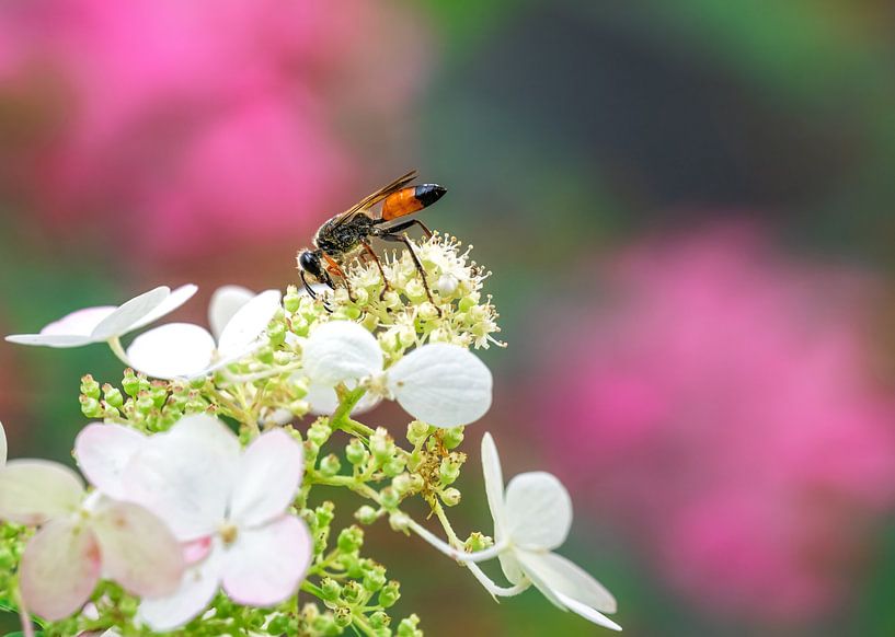 Macro of a grasshopper sand wasp on a hydrangea flower by ManfredFotos